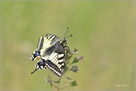 <p>OTAKÁREK FENYKLOVÝ (Papilio machaon) Rychnov u Jbc n. N. ----- /Old World swallowtail - Schwalbenschwanz/</p>